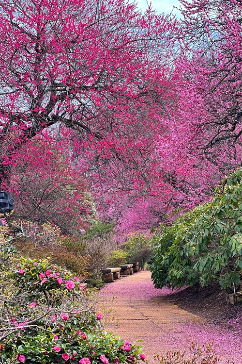 現在の花の状況 | あしかがフラワーパーク